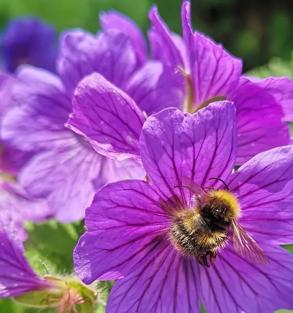 A close-up shot of a pink flower with a bee in the middle.