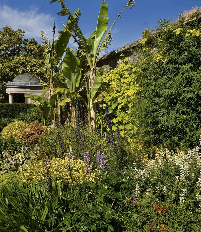 Plants in the garden at Fota.