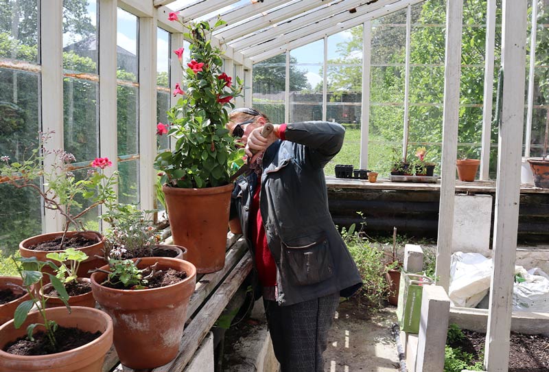 A volunteer assisting with gardening duties.