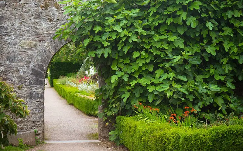 A stone arch covered with lush shrubbery.