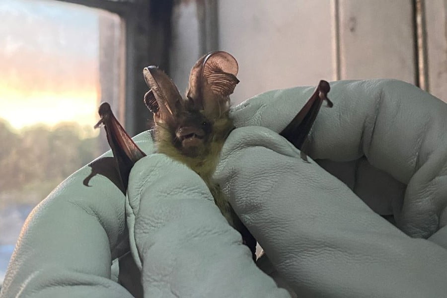 Brown long-eared bat at Fota House